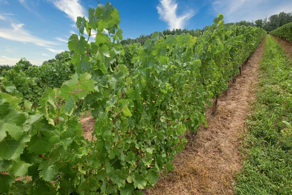 Niágara Los Campos Uva Del Lago Que Producen Vino Ontariano — Foto de Stock