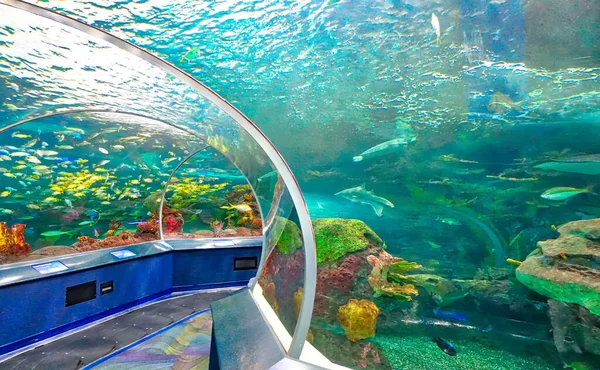 Toronto Canada July 2018 Toronto Ripleys Aquarium Underwater Scenic Tunnels — Stock Photo, Image