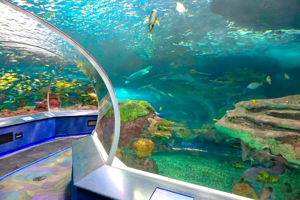 Toronto Ontario Canada April 2018 Toronto Ripleys Aquarium Underwater Scenic — Stock Photo, Image
