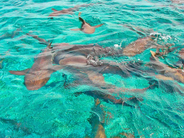 Swimming Sea Animals Hol Chan Marine Reserve Belize — Stock Photo, Image