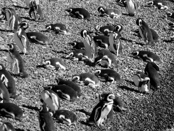 Пуэрто Мадрин Знаменитая Колония Магеллановых Пингвинов Пунта Томбо — стоковое фото