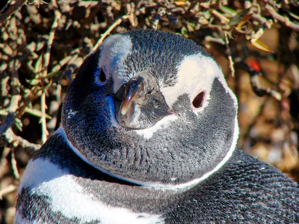 Пуэрто Мадрин Знаменитая Колония Магеллановых Пингвинов Пунта Томбо — стоковое фото