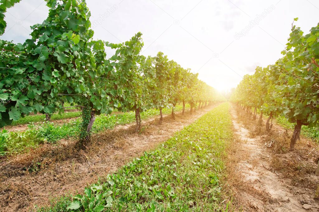Niagara on the Lake Grape fields that produce famous Ontarian wind and Icewine