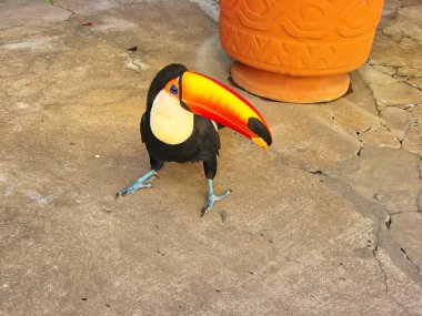 Santa Cruz, Biocentro Gumbe (Biyoloji Merkezi Guembe)