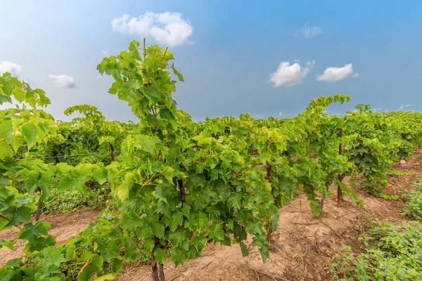 Niágara Los Campos Uva Del Lago Que Producen Vino Ontariano — Foto de Stock