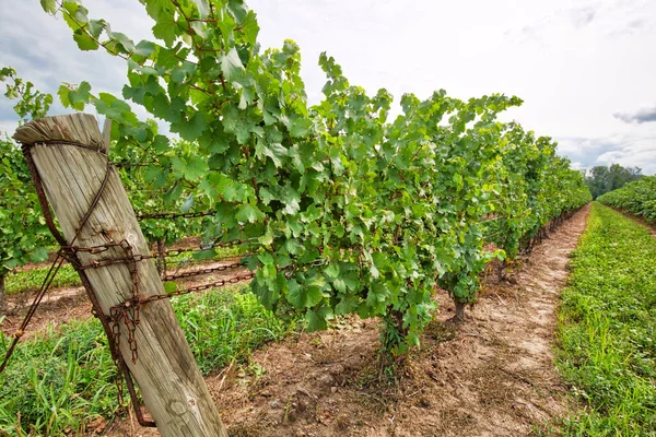 Niagara Lake Grape Fields — Stock Photo, Image