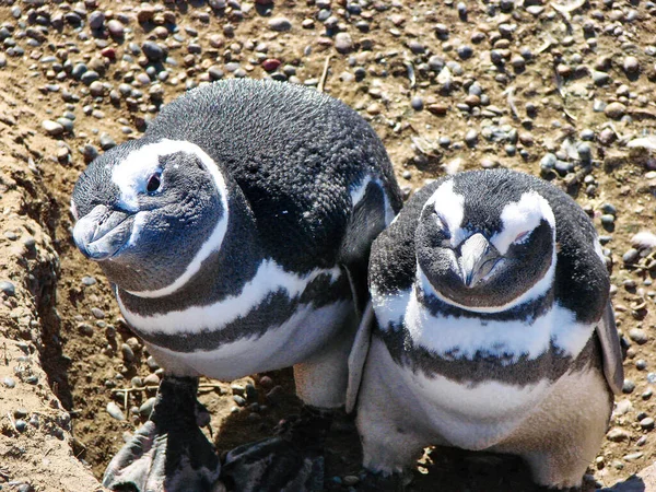 Puerto Madryn Punta Tombo国家保护区著名的麦哲伦企鹅殖民地 — 图库照片