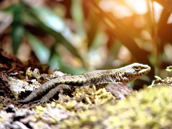 Fauna Selvatica Del Lago Nahuel Huapi Del Parco Nazionale — Foto Stock