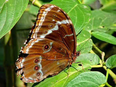 Santa Cruz, Biocentro Gumbe (Biyoloji Merkezi Guembe)