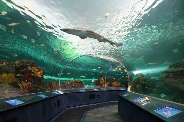 Toronto Ripleys Aquarium Underwater Scenic Tunnels — Stock Photo, Image