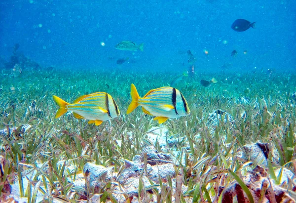 Simning Med Havsdjur Hol Chan Marine Reserve Belize — Stockfoto