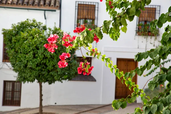 Cordoba Streets Sunny Day Historic City Center — Stock Photo, Image