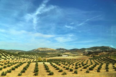 Ünlü Endülüs Zeytinlikleri