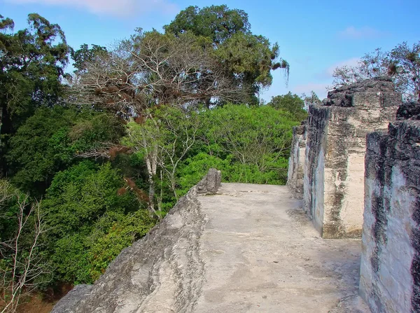 危地马拉Tikal Pyramid — 图库照片