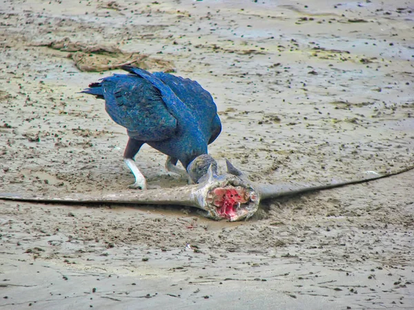 Équateur Puerto Lopez Oiseau — Photo