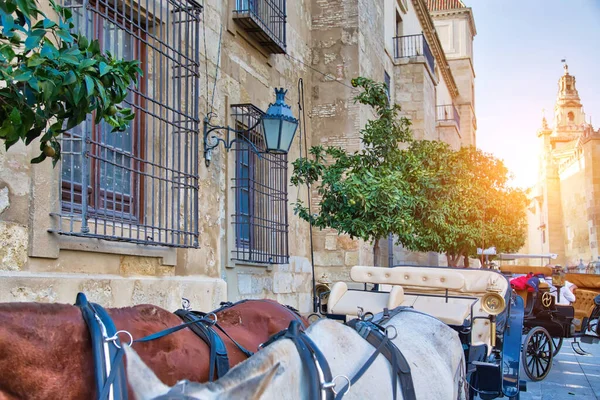 İspanya, Cordoba 'daki Mezquita Katedrali yakınlarında turistleri bekleyen at arabası.