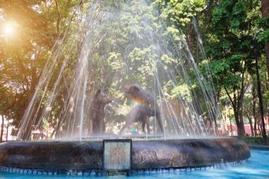 Coyoacan 'daki Hidalgo Meydanı' nda çakalların heykelini ve çeşmesini içmek.