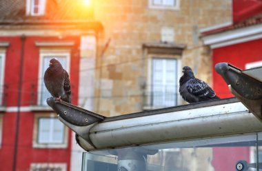 Lizbon 'un Renkli Sokakları