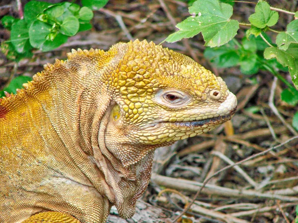 Galapagos Charles Darwins Forskningsstation Santa Cruz — Stockfoto
