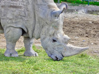 Meksika 'da Puebla şehri yakınlarındaki Afrikakamera Safari Parkı