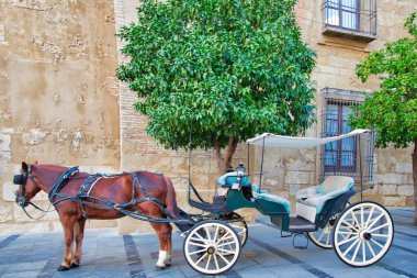 İspanya, Cordoba 'daki Mezquita Katedrali yakınlarında turistleri bekleyen at arabası.