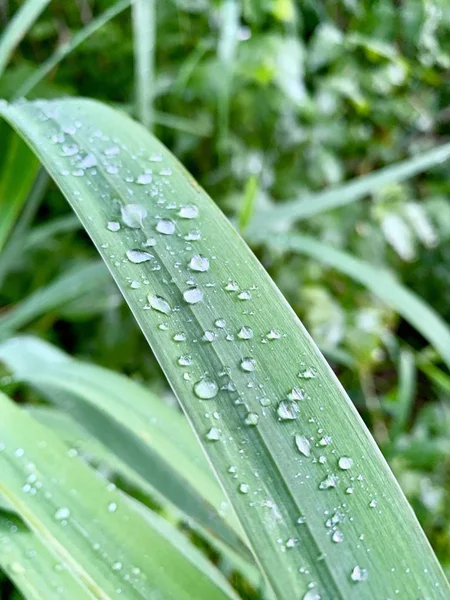 Gotas Lluvia Frescas Sobre Hierba Verde —  Fotos de Stock