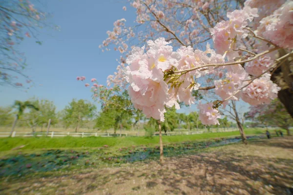 bahçede pembe çiçek