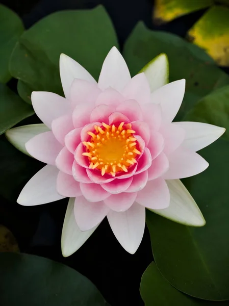Göldeki pembe lotus