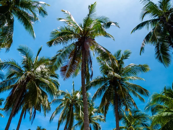 Sahilde palmiye ağacı