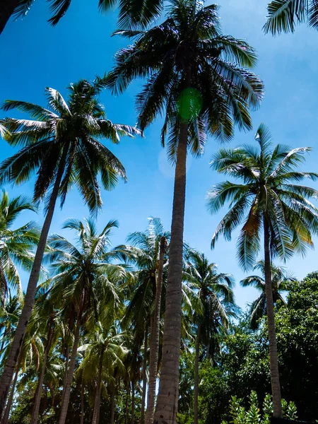 Sahilde palmiye ağacı