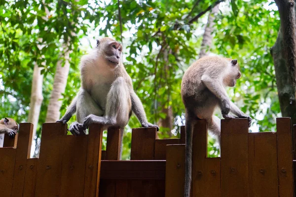 ahşap duvarda iki maymun