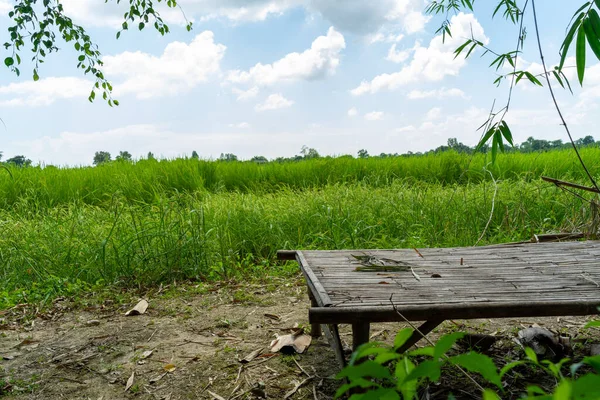 Gökyüzüne karşı yeşil tarlada bambu kanepe