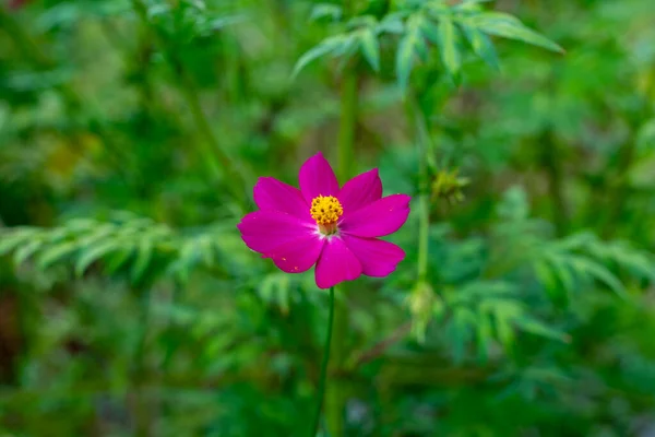 Pink flower in green field — Stock Photo, Image