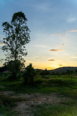 Alacakaranlıkta gün batımında çayırda ve ağaçta