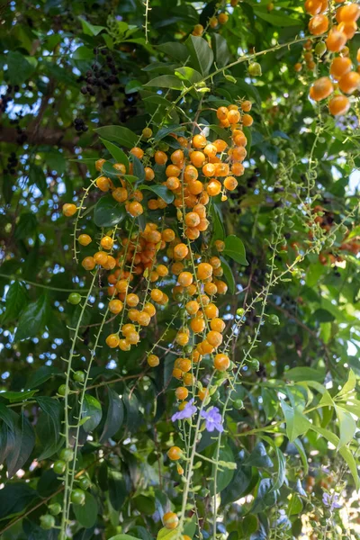 Ağaçta sarı portakal meyvesi