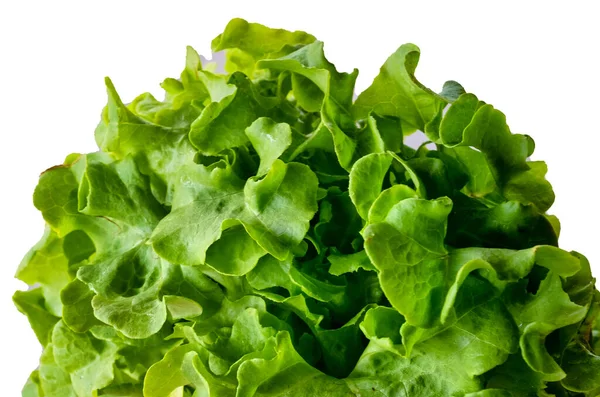 Beyaz üzerinde taze marul.