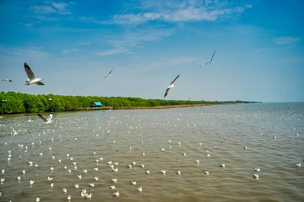 Kuşlar gölün üzerinde uçuyor