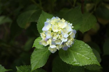 Bitkiler, çiçekler, güzel arka plan, profesyonel makro fotoğraf..