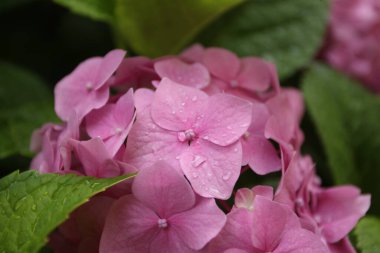 Bitkiler, çiçekler, güzel arka plan, profesyonel makro fotoğraf..