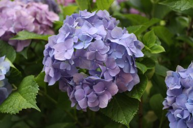 Bitkiler, çiçekler, güzel arka plan, profesyonel makro fotoğraf..