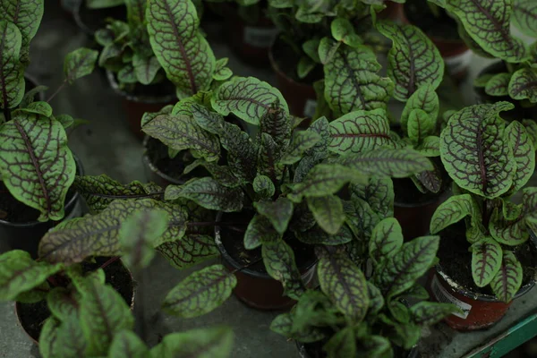 Plants, flowers, beautiful background, professional macro photography. — Stock Photo, Image