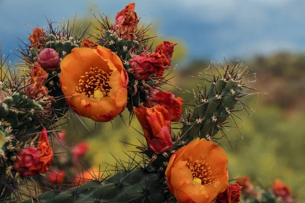 Primer Plano Naranja Brillante Cholla Cactus Flowers — Foto de Stock