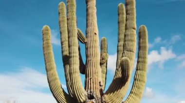 Arizona'da büyük bir Saguaro Cactus etrafında dönen