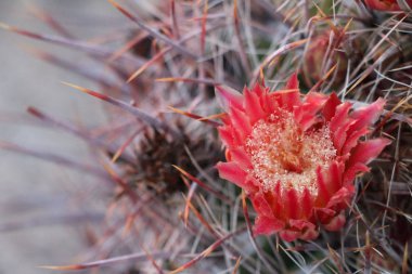 Close up on a red cactus flower in Scottsdale Arizona clipart