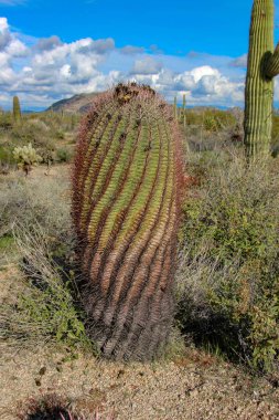 Arizona çölünde Varil Kaktüs