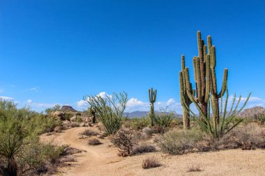 Saguaros ve Ocotillo Kuzey Scottsale bir yürüyüş parkurunda
