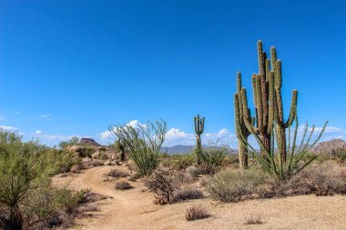 Saguaros and Ocotillo on a hiking trail in North Scottsale clipart