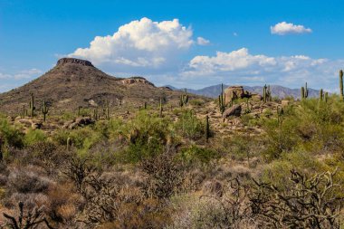 Yeşil yemyeşil Arizona manzara