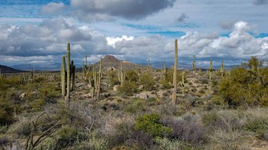 Arizona manzara Saguaros