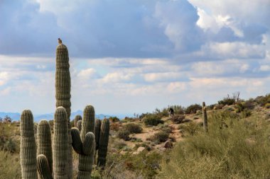 Şahin arka planda bir bisikletçi ile bir saguaro üzerinde oturan